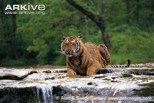 Siberian (Amur) Tiger: Siberian tiger habitat under threat