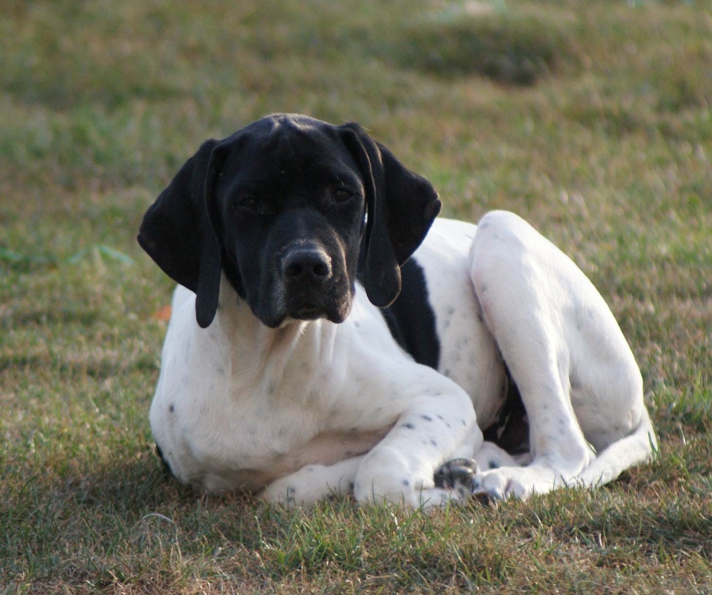 Chiots Pointer Anglais LOF de Bahia et Bird: 3 mois et Chiots Pointer Anglais LOF de Bahia et Bird: 3 mois et