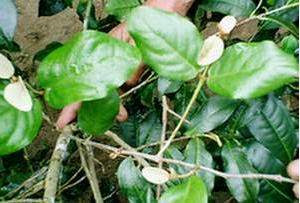 tumbuhan herbal Benalu (Loranthus, Spec. div.) tanaman obat