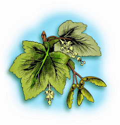 Sycamore Illustration