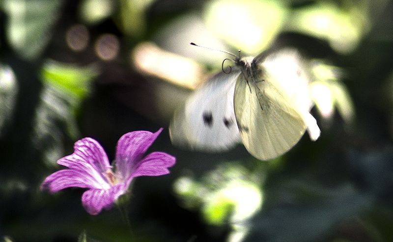 [Image: butterflyflower2SM.jpg]
