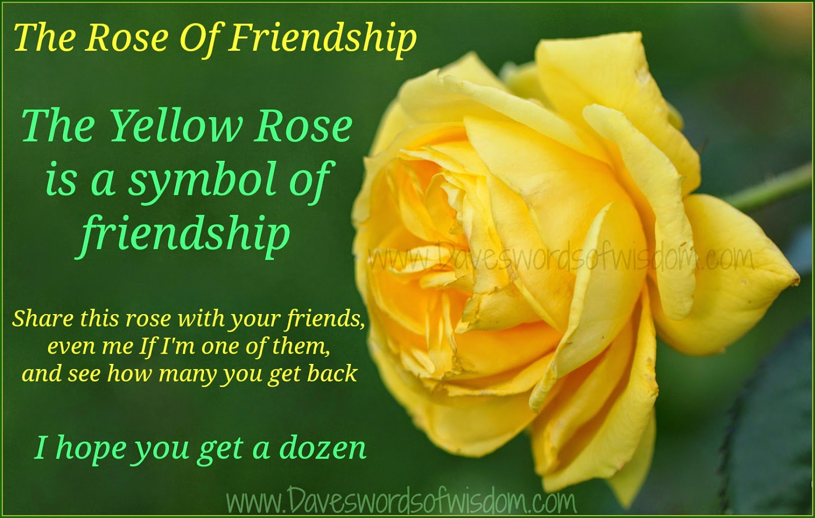 The Yellow Rose Of Friendship.
