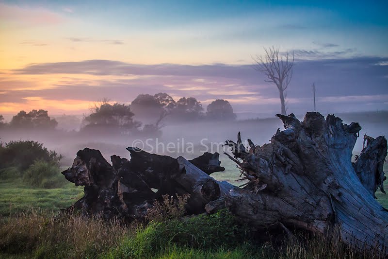 Morning mist at Berry