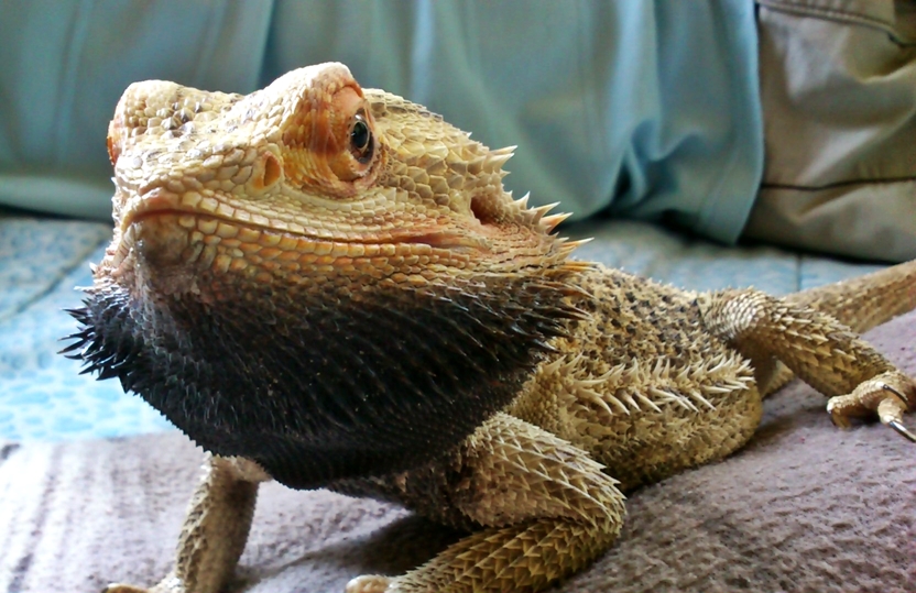 Bearded Dragon Care Bearded Dragon Health and Diseases