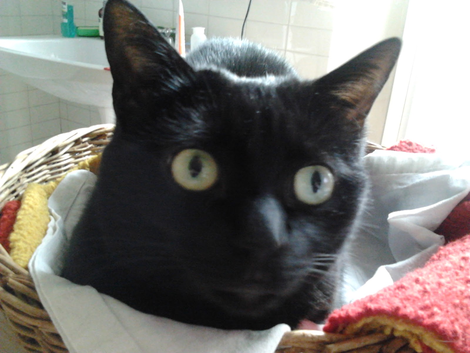 Gatti Amici Di Ruri