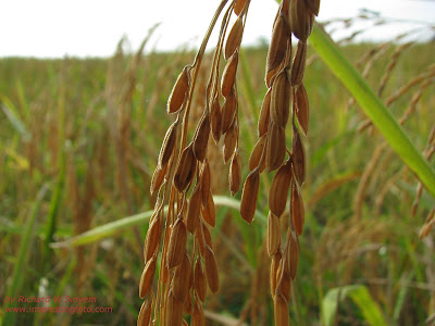 Rice Plants
