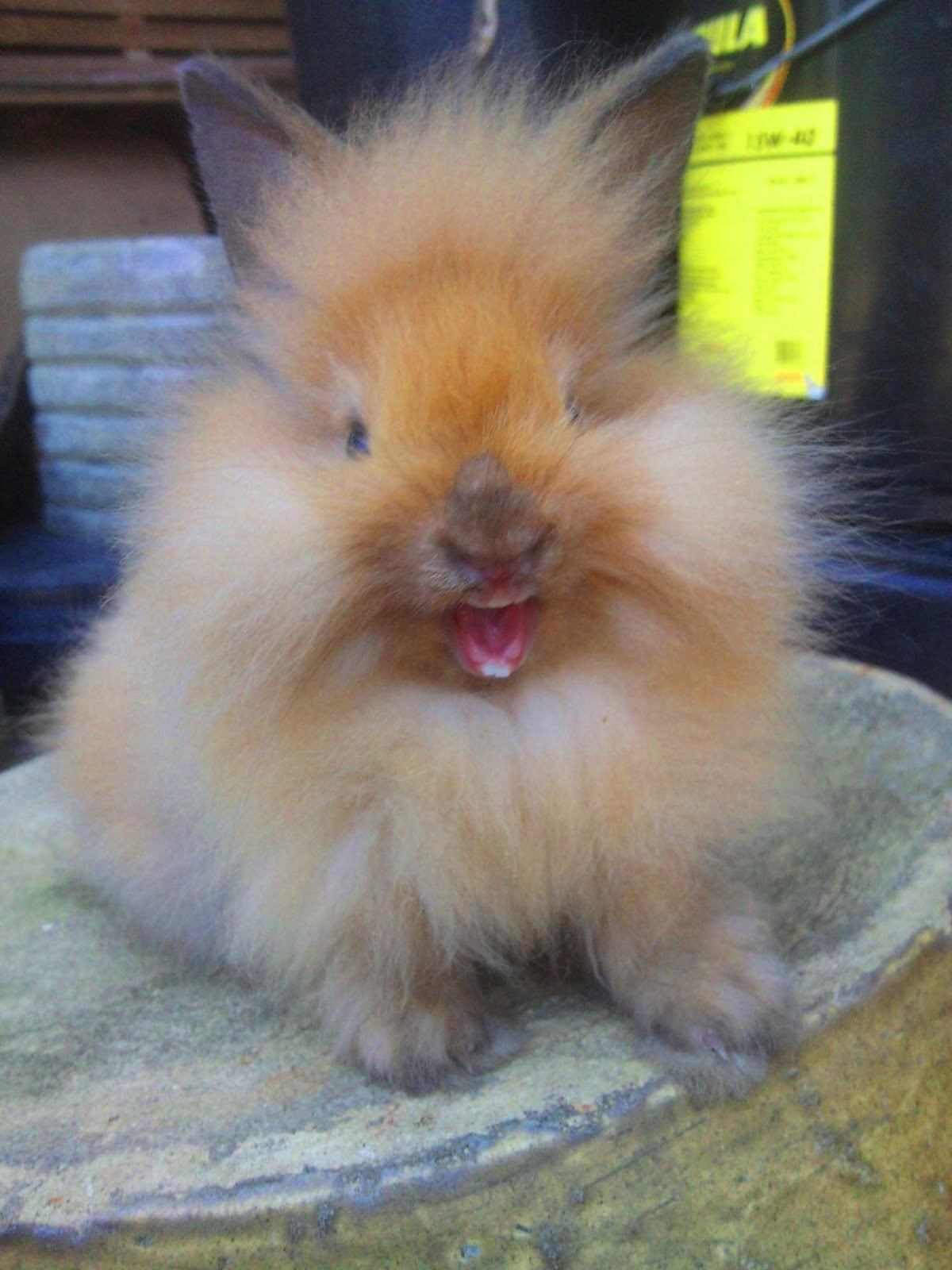 NICE CAPTURE RABBITRY Lionhead For Sale