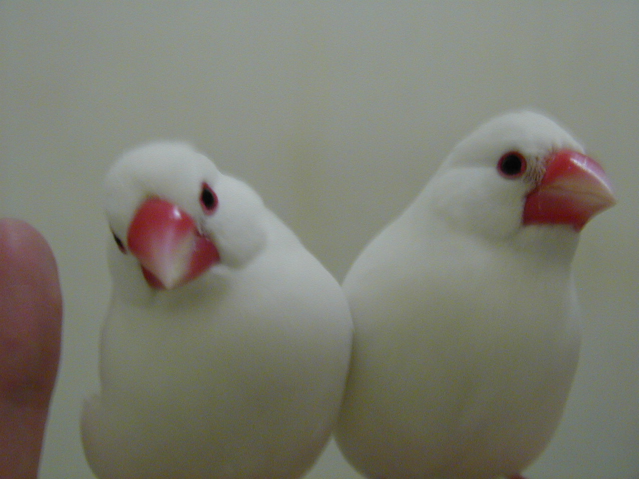 超可愛文鳥寵物java Finches Pets 公文鳥九歲 紀念 白的 白文鳥birdy
