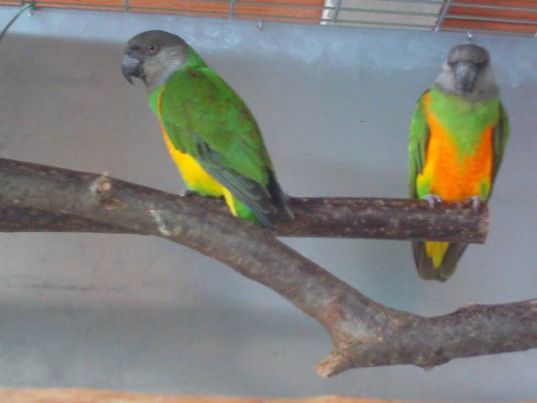 Poicephalus senegalus - YOU YOU