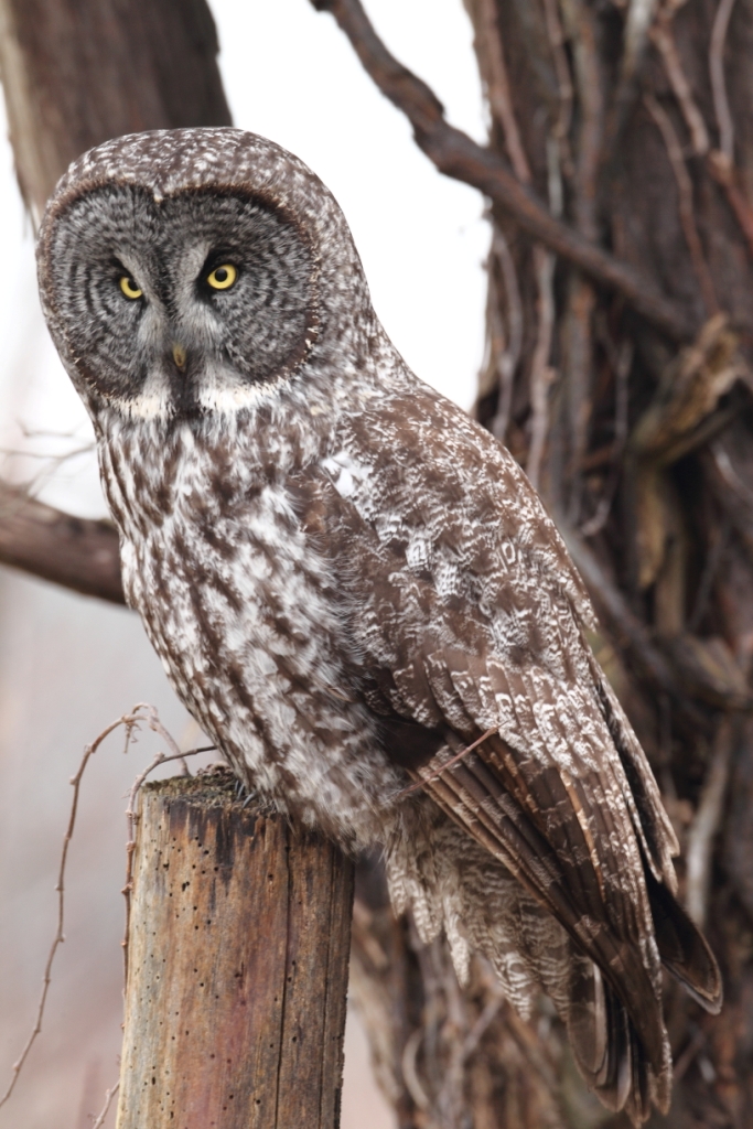 Ohio Birds and Biodiversity Great Gray Owl