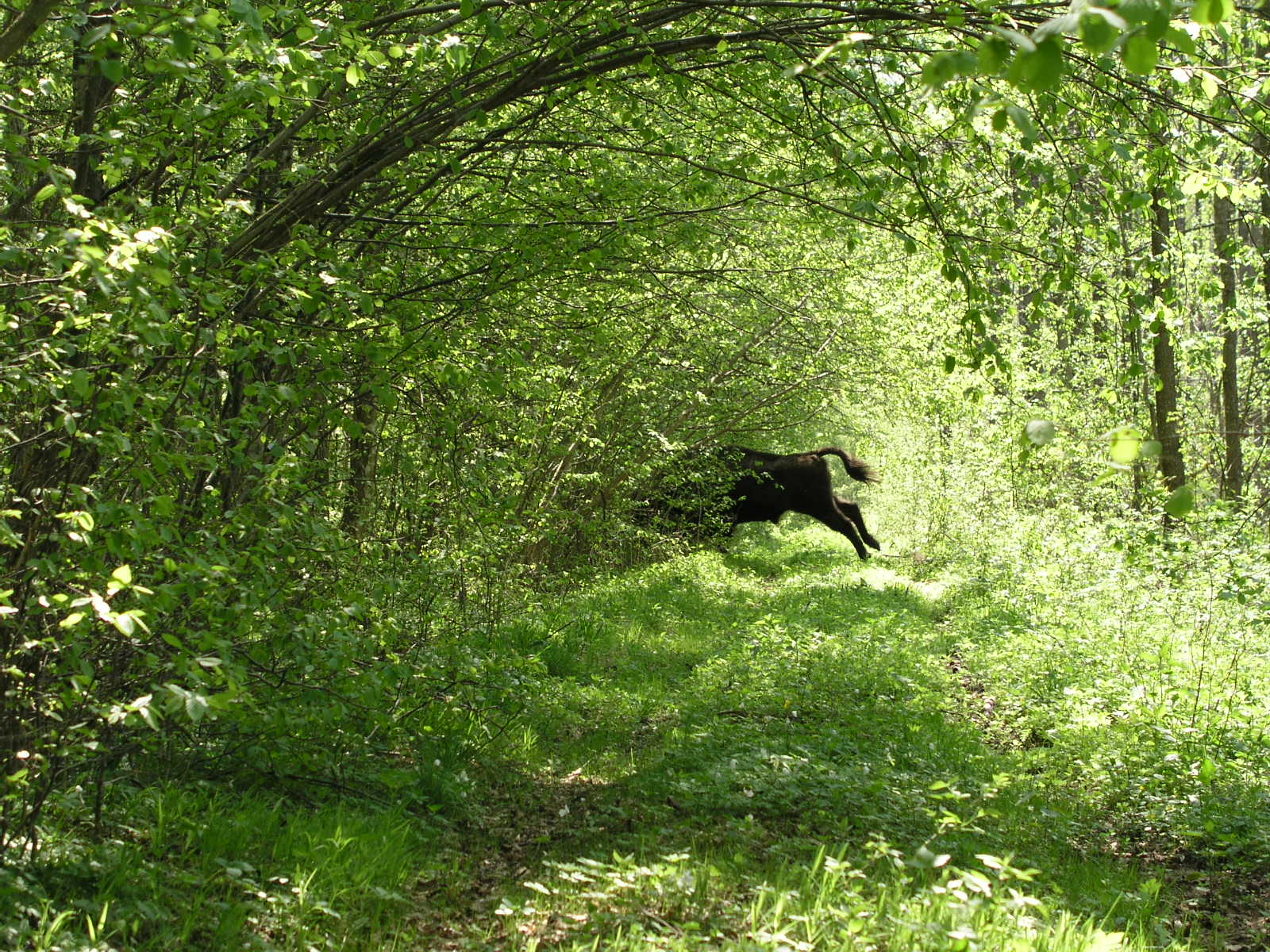 Bialowieza Forest Poland