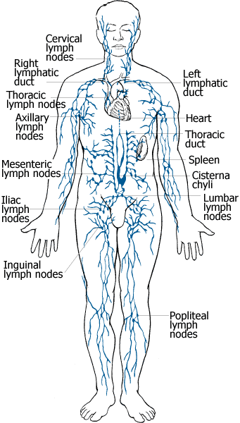 lymph node locations lymph node location diagram get free image about wiring diagram lymph node locations lymph node location diagram get free image about wiring diagram