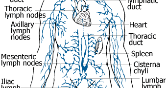 Knowledge Class: THE LYMPHATIC SYSTEM
