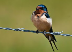 Adult Barn Swallow