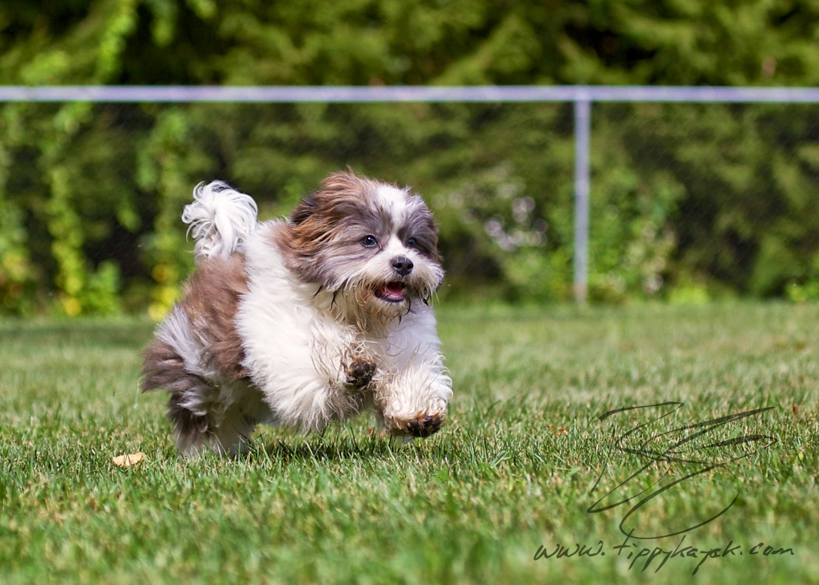 puppy palooza puppy tao puppy palooza puppy palooza puppy tao puppy palooza