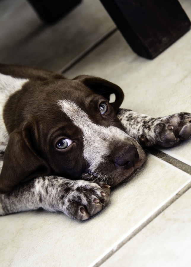 Health Problems in German Shorthaired Pointers Annie Many