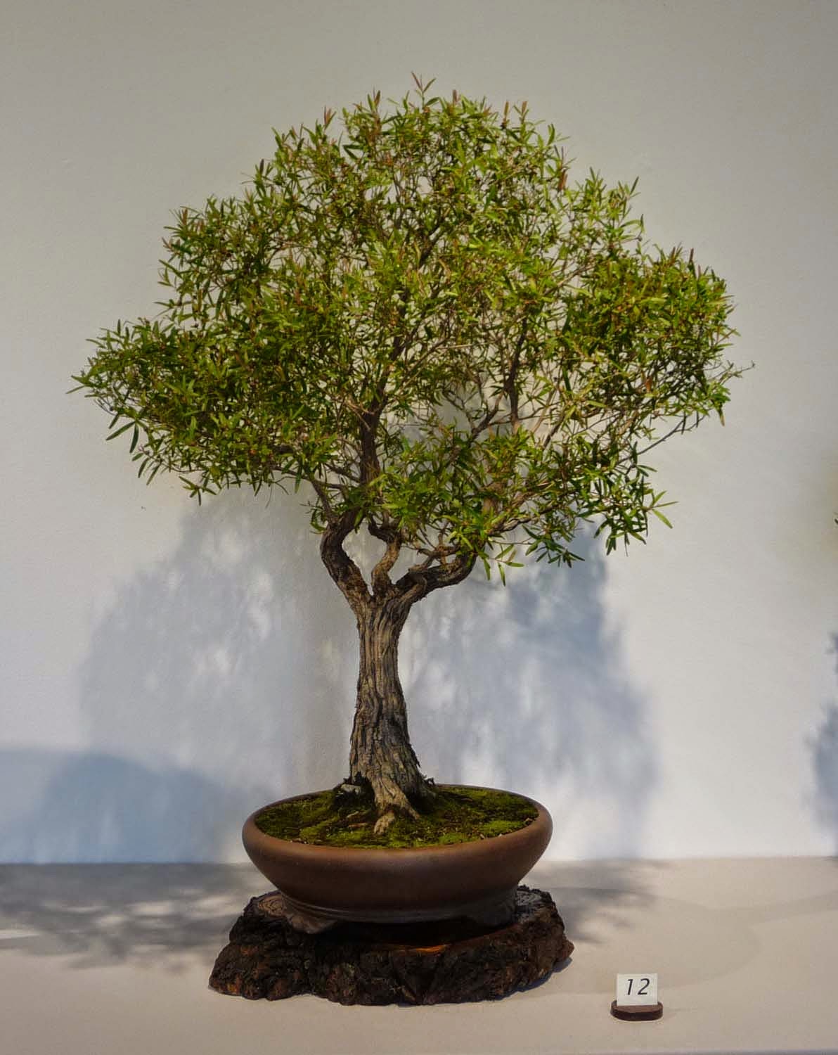 Bonsai Amp Pottery April 2015 Bonsai Amp Pottery April 2015