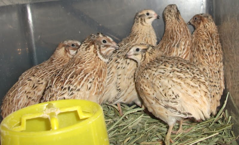 Blogging Quail: Italian Coturnix