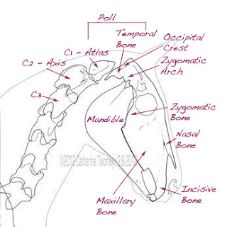 Medical illustration showing the correct positioning of the head and neck in the horse.