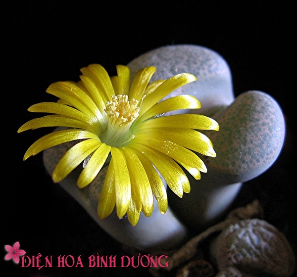 [Image: Tu-tay-trong-hoa-thach-lan-dep-trang-tri...viec-1.jpg]