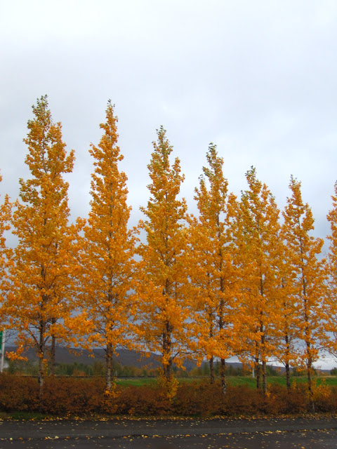Yellow fall trees in Iceland. Yellow fall trees in Iceland.