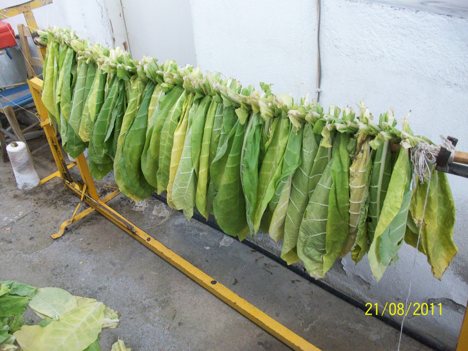 takhs000 tobaccoGrow Process Flavoring