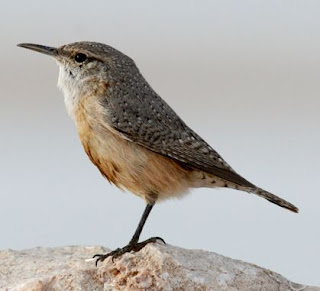 Suara burung rock wren untuk masteran Suara burung rock wren untuk masteran