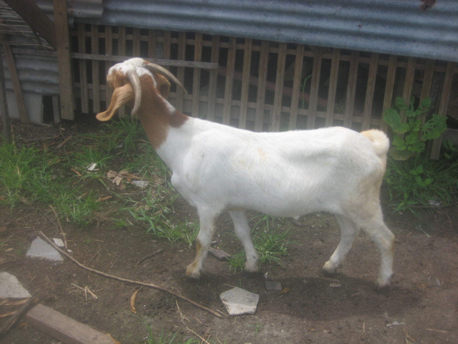 Goodie and Cheapie Kambing / Goat For Sale Native, Boer and Anglo