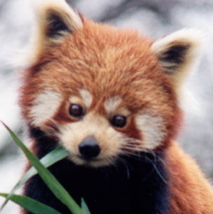 stuff i just learned: Red Panda Name Origin