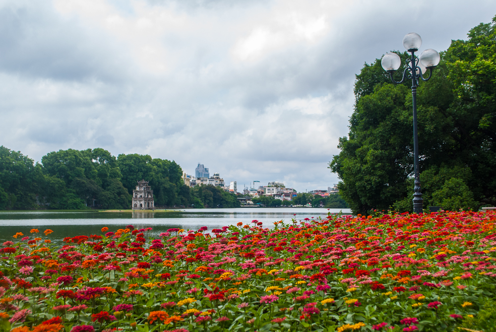 Flowers by the lake Flowers by the hanoi lake