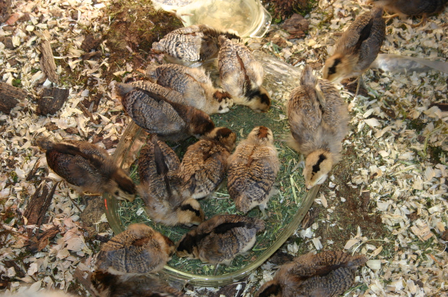 alfalfa-pellets-bearded-dragon8.jpg