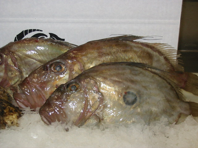 L Fe Seem L Ke A Ra Nbow Layer Apa Itu Ikan Dory