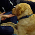 Για πρώτη φορά οι θεραπευτικοί σκύλοι βοηθούν νέους στην Ισπανία...
