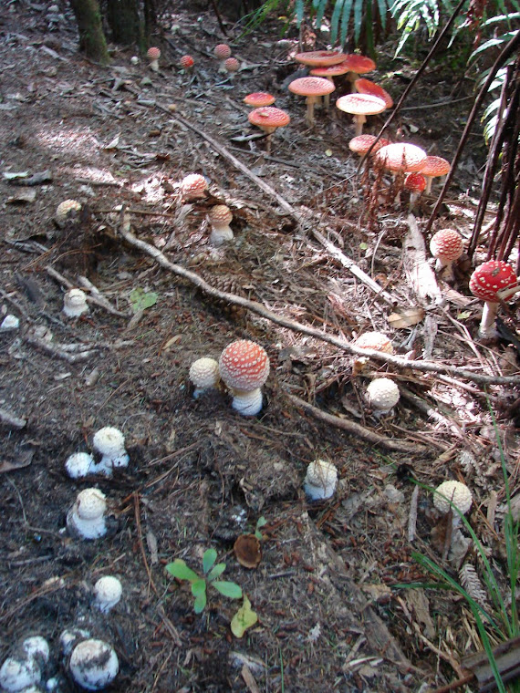 Mushroom Land