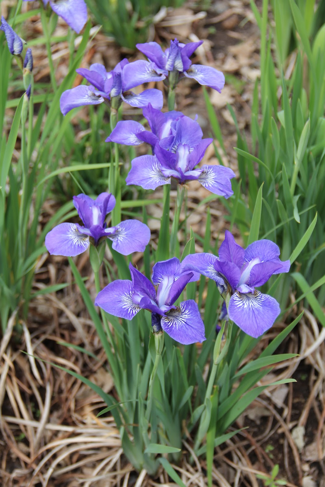 SummerChase Gardens Dwarf Siberian Iris