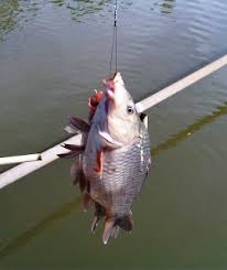 FOKUS MANCING: RAHASIA UMPAN PUTIH (MANCING IKAN MAS)