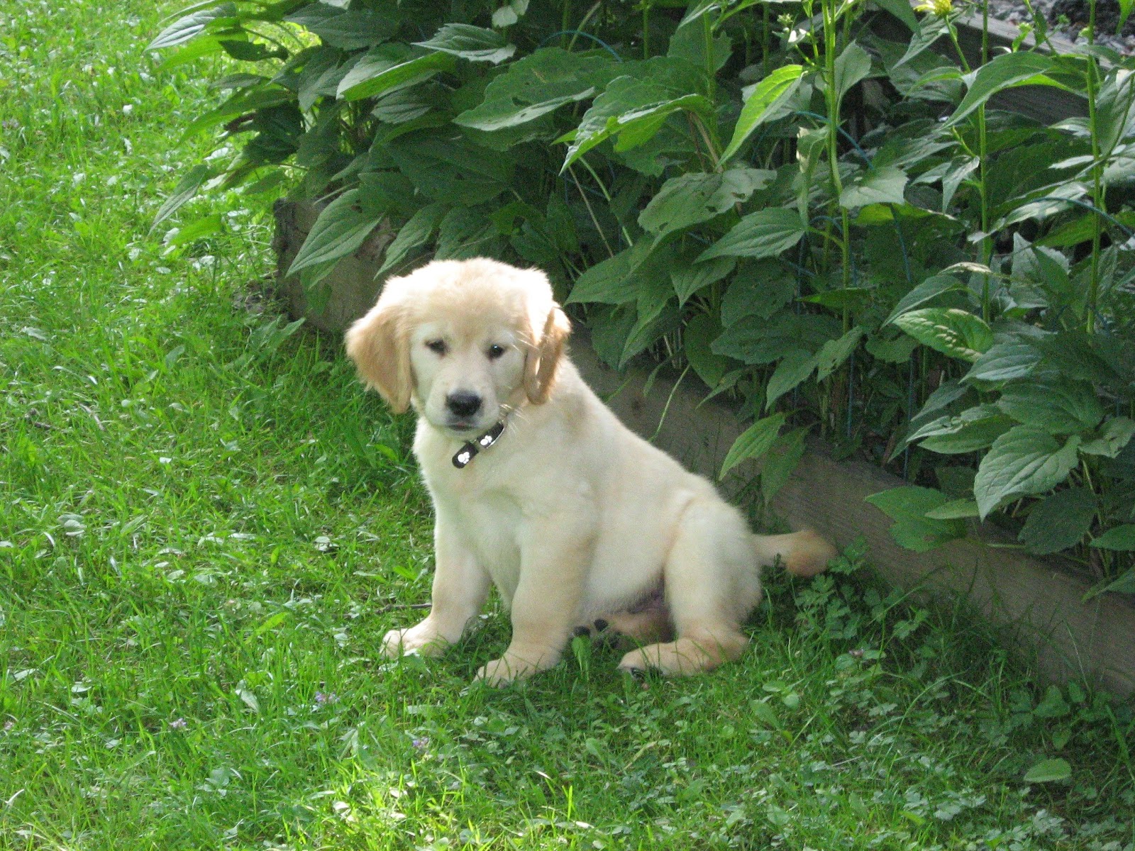 puppies that stay small forever small puppy wallpaper puppies that stay small forever small puppy wallpaper