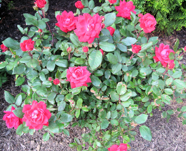 Red Knockout Roses