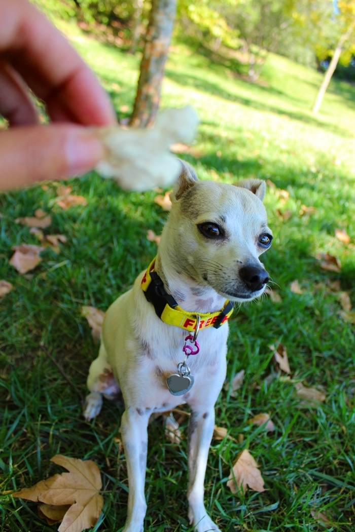 happyhazel What's in the Chewy Box? ))) Who's Grandma Lucy? Chewy