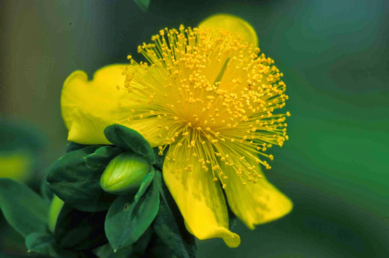 Kentucky Native Plant and Wildlife Plant of the WeekShrubby Saint