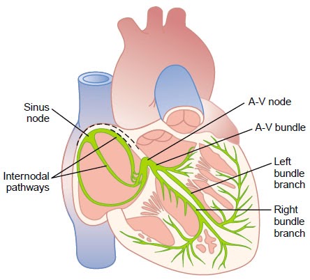 Conducting system of the heart - SAN, AVN, Bundle of His, Purkinje