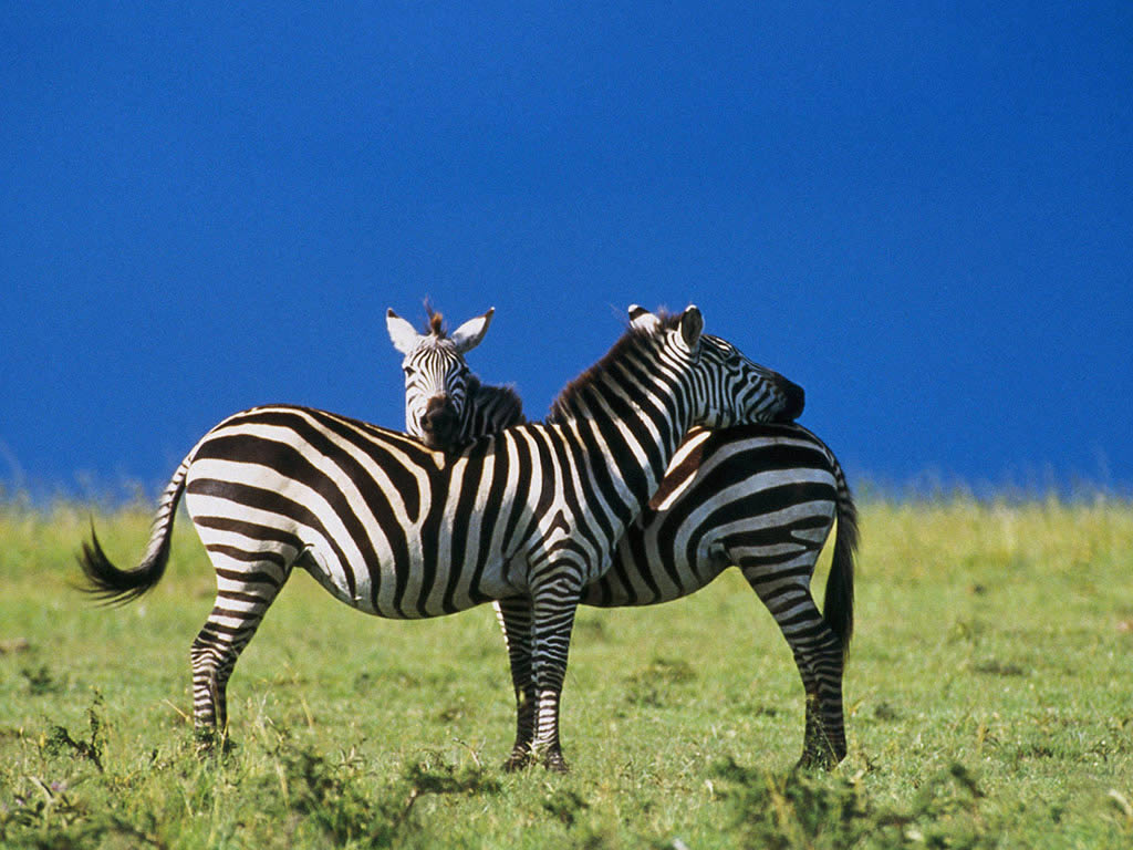Lovely Zebras Latest Full HD Wallpapers PakMast Family & Friends Chat