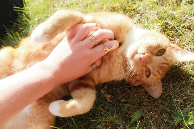 photos-look-chat-bagues