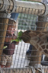ethan having fun feeding the giraffes