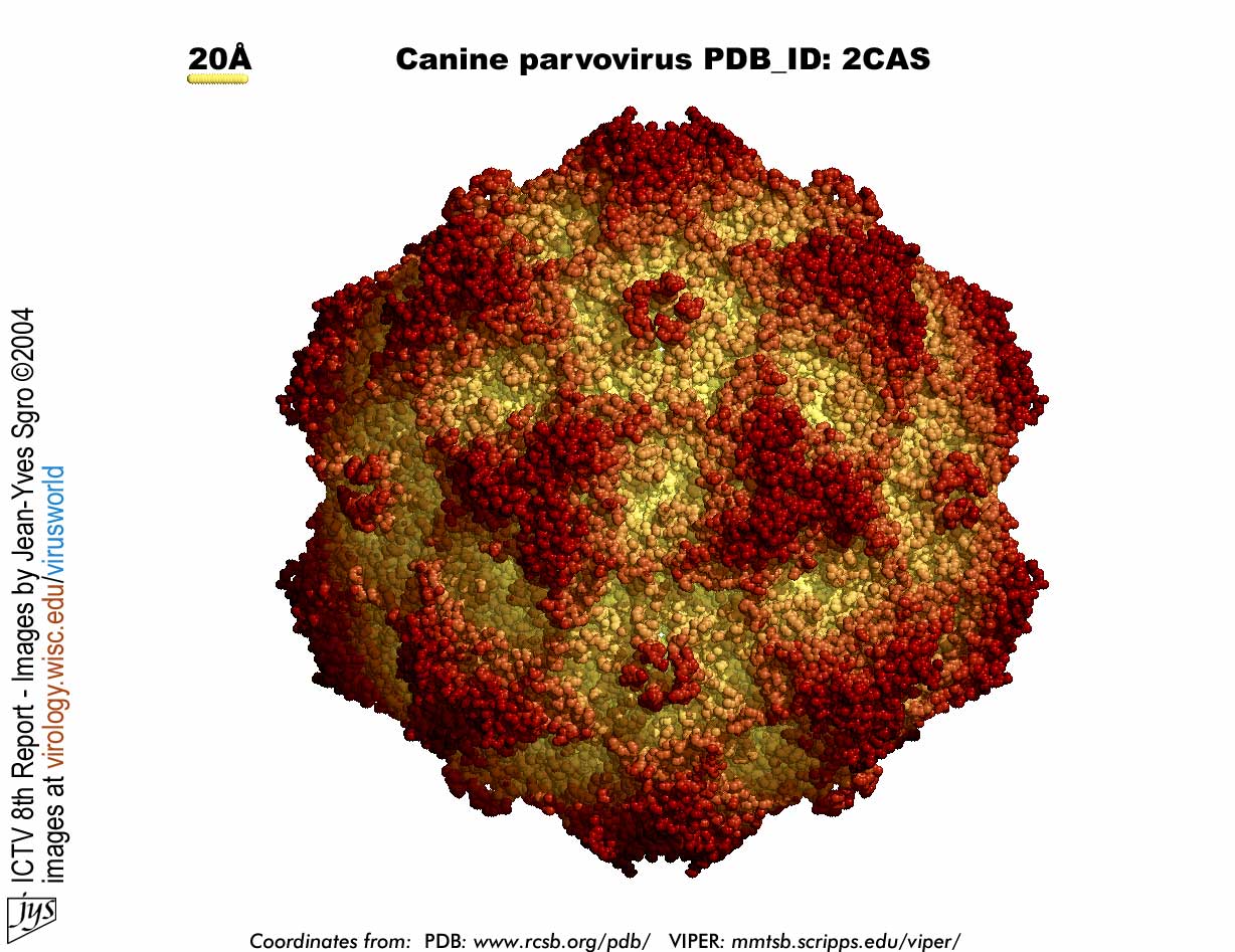 Prevención y tratamiento del parvovirus canino.