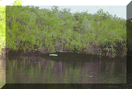 http://4.bp.blogspot.com/-yTpkjALmNvk/UVQii4lb99I/AAAAAAAABaE/b23iDTATv4o/s1600/Napabale.gif