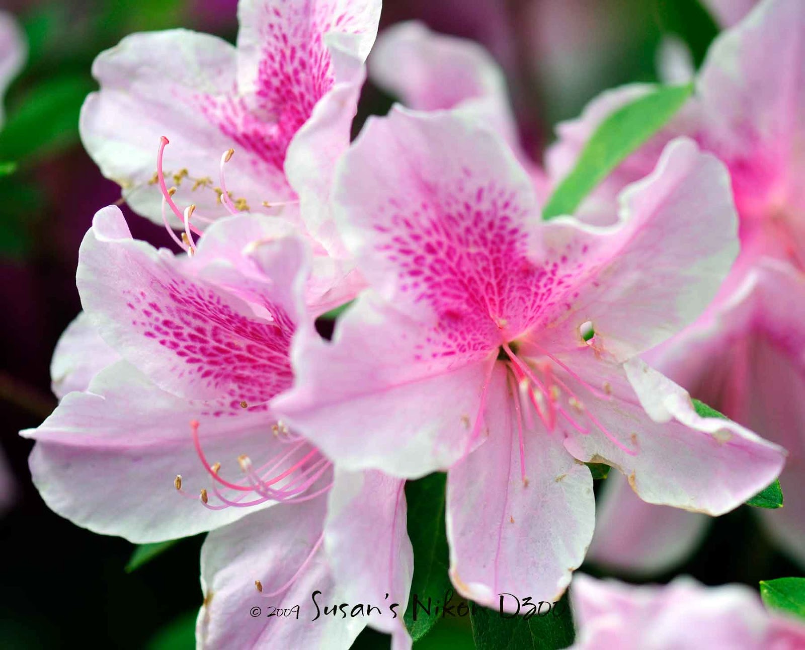 Flower Homes Azalea Flowers