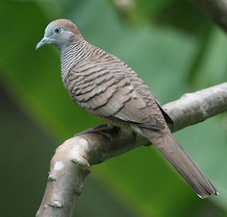 sura burung perkutut download mp3 suara burung perkutut manggung