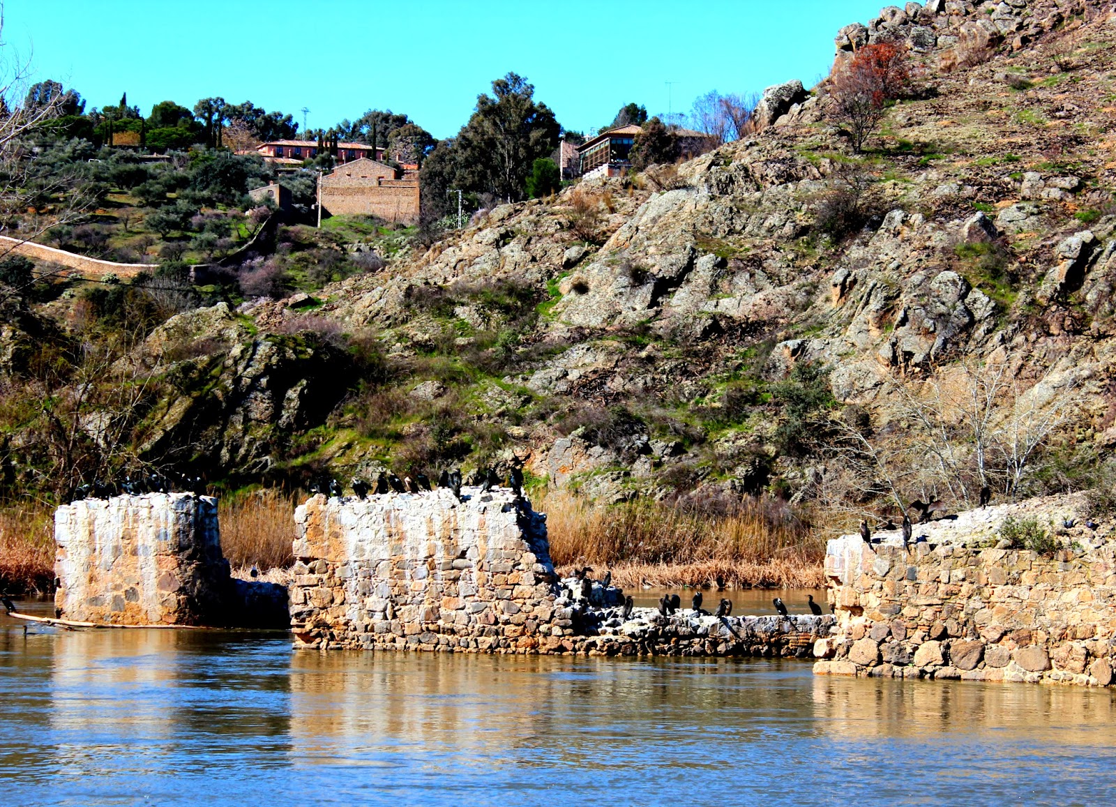 Cormoranes en el río Tajo