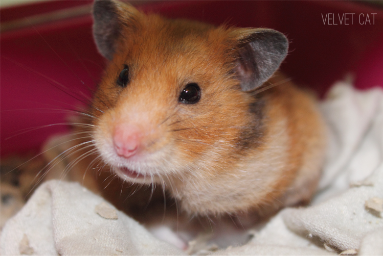 hamster comun fotografia mascotas